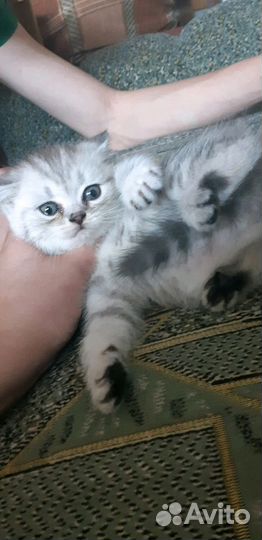 Шотландские котята