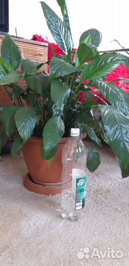 Спатифиллум, бамбук, глоксиния