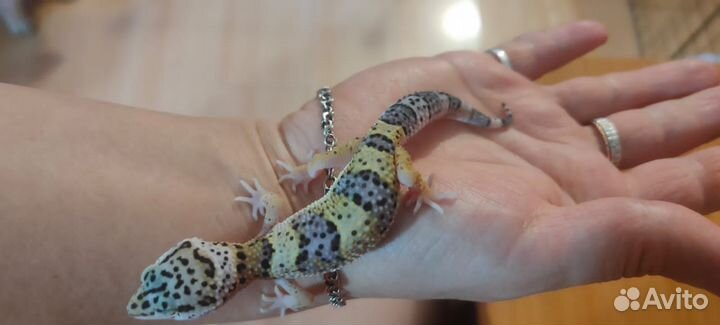 Геккон эублефар