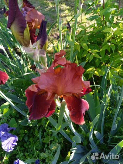 Ирисы бородатые и лилейники