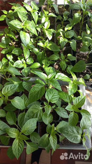 Рассада болгарский перец,петуния