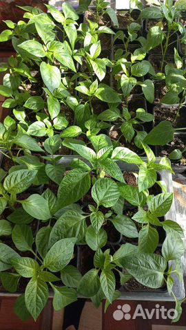 Рассада болгарский перец,петуния