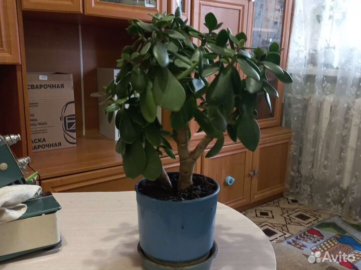 Денежное дерево