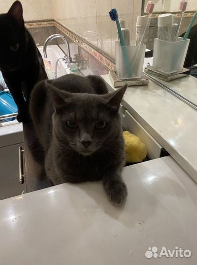 Передержка собак и кошек