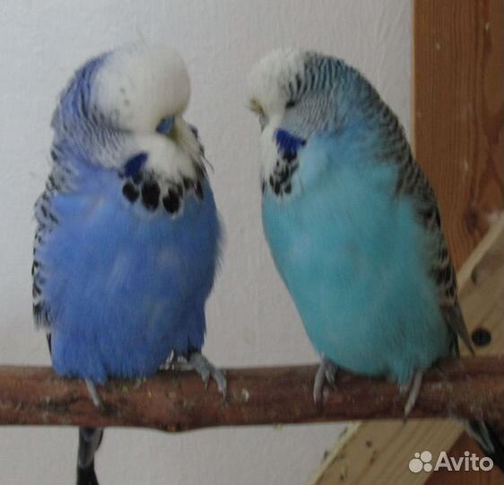 Попугай ввп чехи. Взрослые птицы