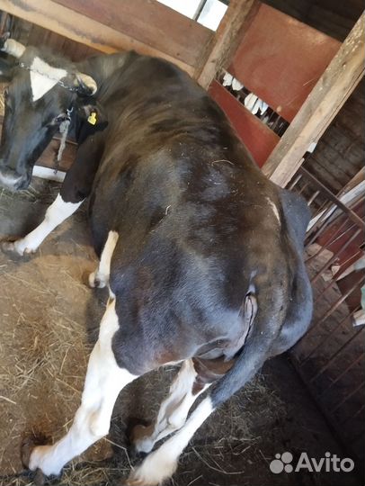 Джерсейская корова