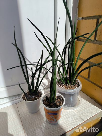 Сансевиерия муншайн, разная