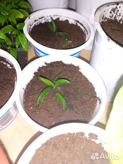 Хлорофитум комнатное растение