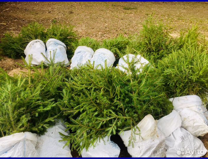 Ель саженцы с доставкой