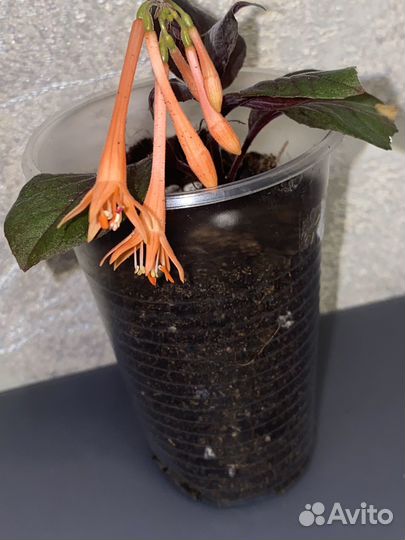 Хойи, Фуксия, Сциндапсусы