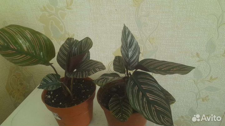 Комнатные растения