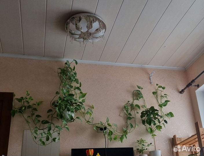 Сциндапсус большой