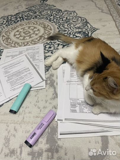 Кошка