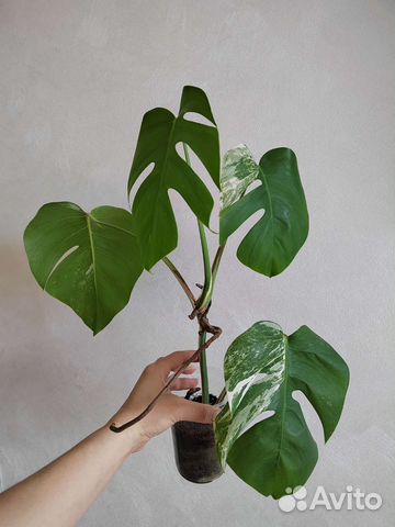 Монстера вариегатная альба макушка