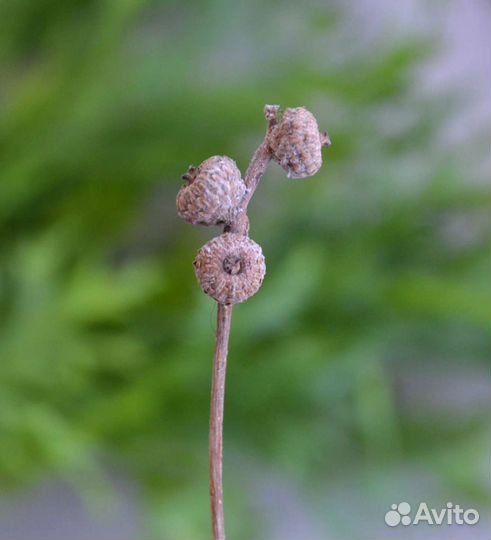 Желуди миниатюрные