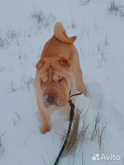 Отдам в добрые руки