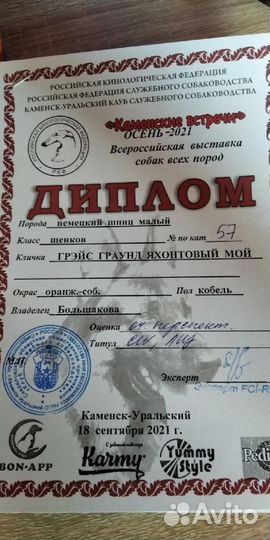 Шпиц