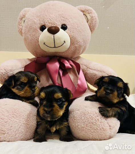 Йоркширский терьер щенки