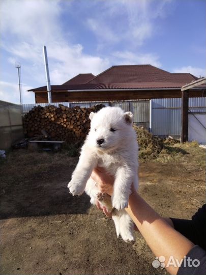 Самоедская лайка