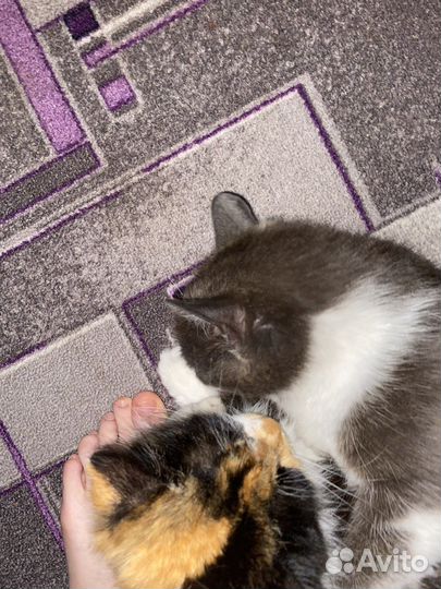 Котята в добрые руки