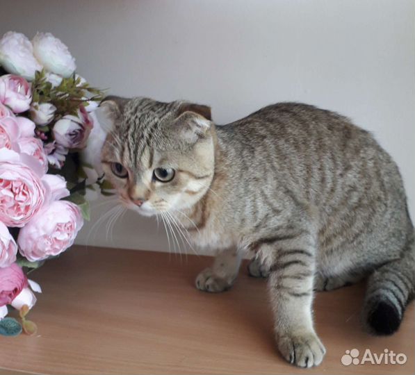 Передержка кошек передержка собак в частном доме