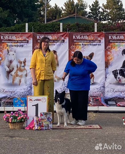 Кинолог/Передержка для собак