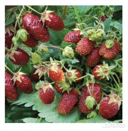 Клубника земклубника Пенелопа 1 год