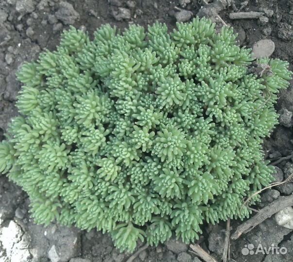 Многолетники