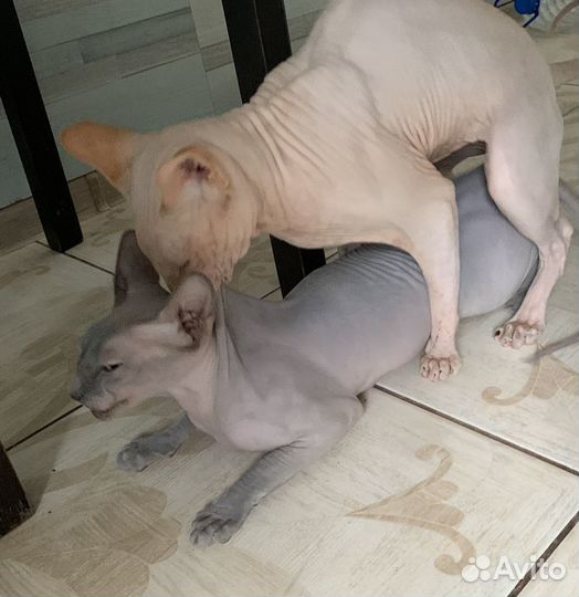 Вязка кот сфинкс