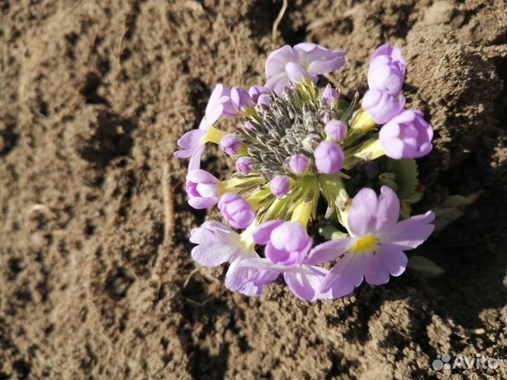 Примула на ножке