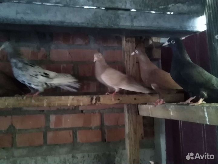 Голуби бакинские. молодежь