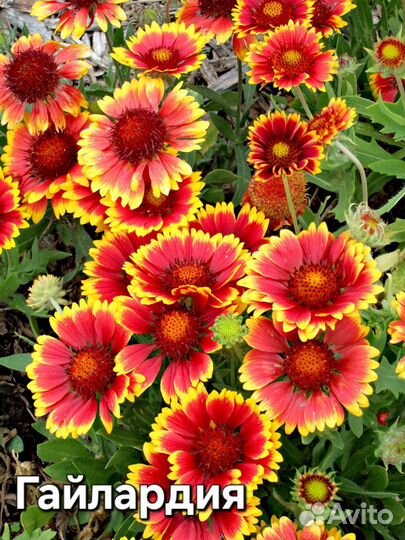 Гайлардия