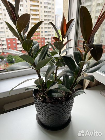 Фикус каучуконосный