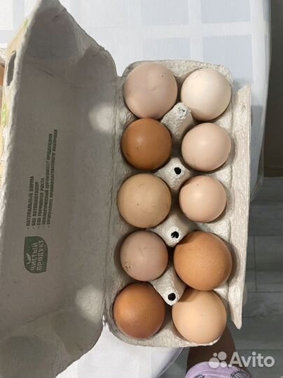 Яйца домашние
