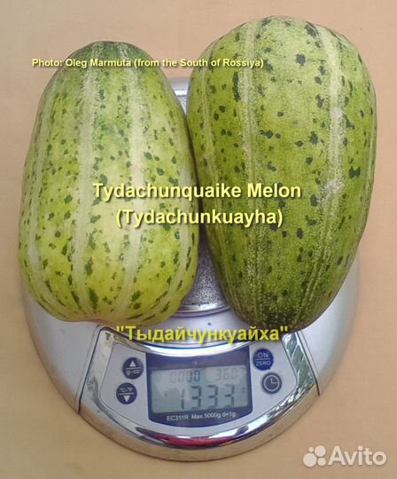 Дыня китайская «Tydachunquaike» 20+ семян