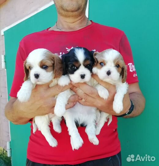 Девочка Кавалер Кинг Чарльза Спаниель