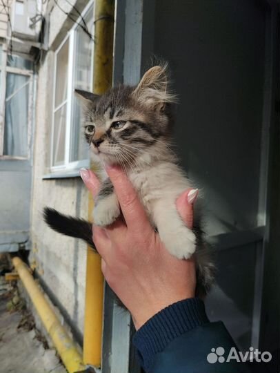 Кошка в дар бесплатно