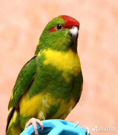 Малышня Какарики