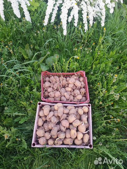 Семенной картофель 