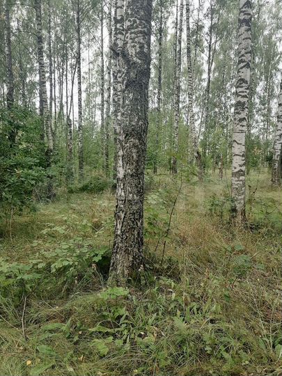 Участок 42 сот. (ИЖС)