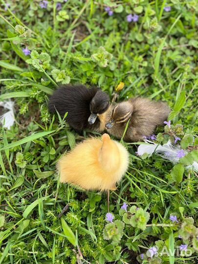 Утки индийский бегунок