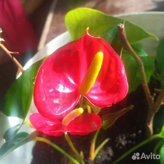 Спатифиллум