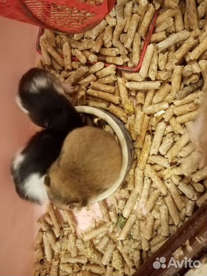 Сирииские хомячата