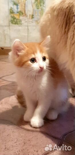 Домашние животные котята