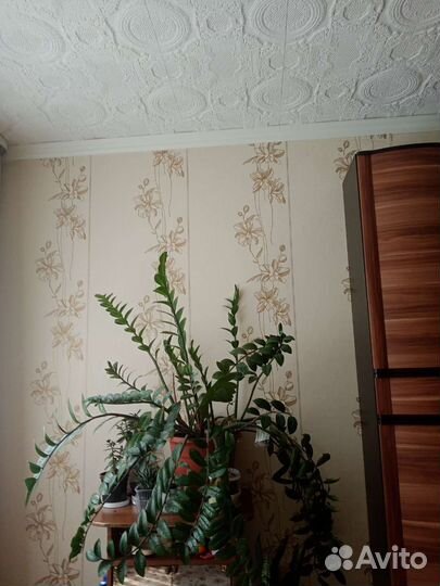 Замиокулькас Долларовое дерево