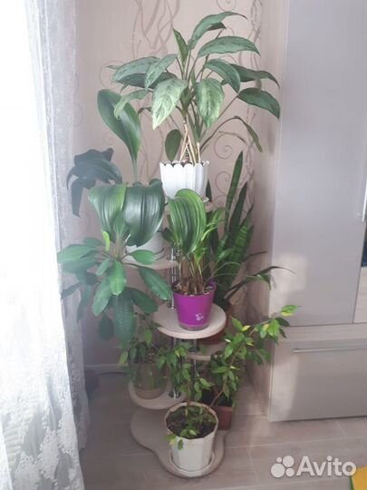 Подставки и полки под цветы