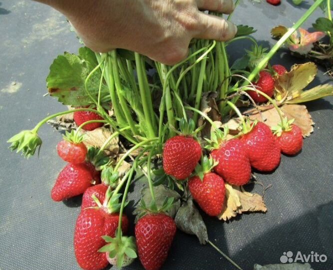 Рассада клубники альбион ремонтатный