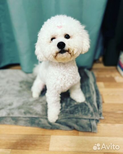 Бишон фризе вязка