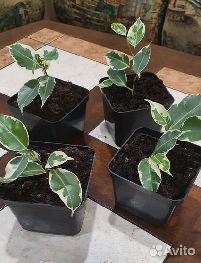 Фикус бенджамина