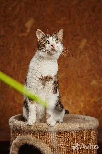 Чудесная Алиса в мраморной шубке ищет свое счастье